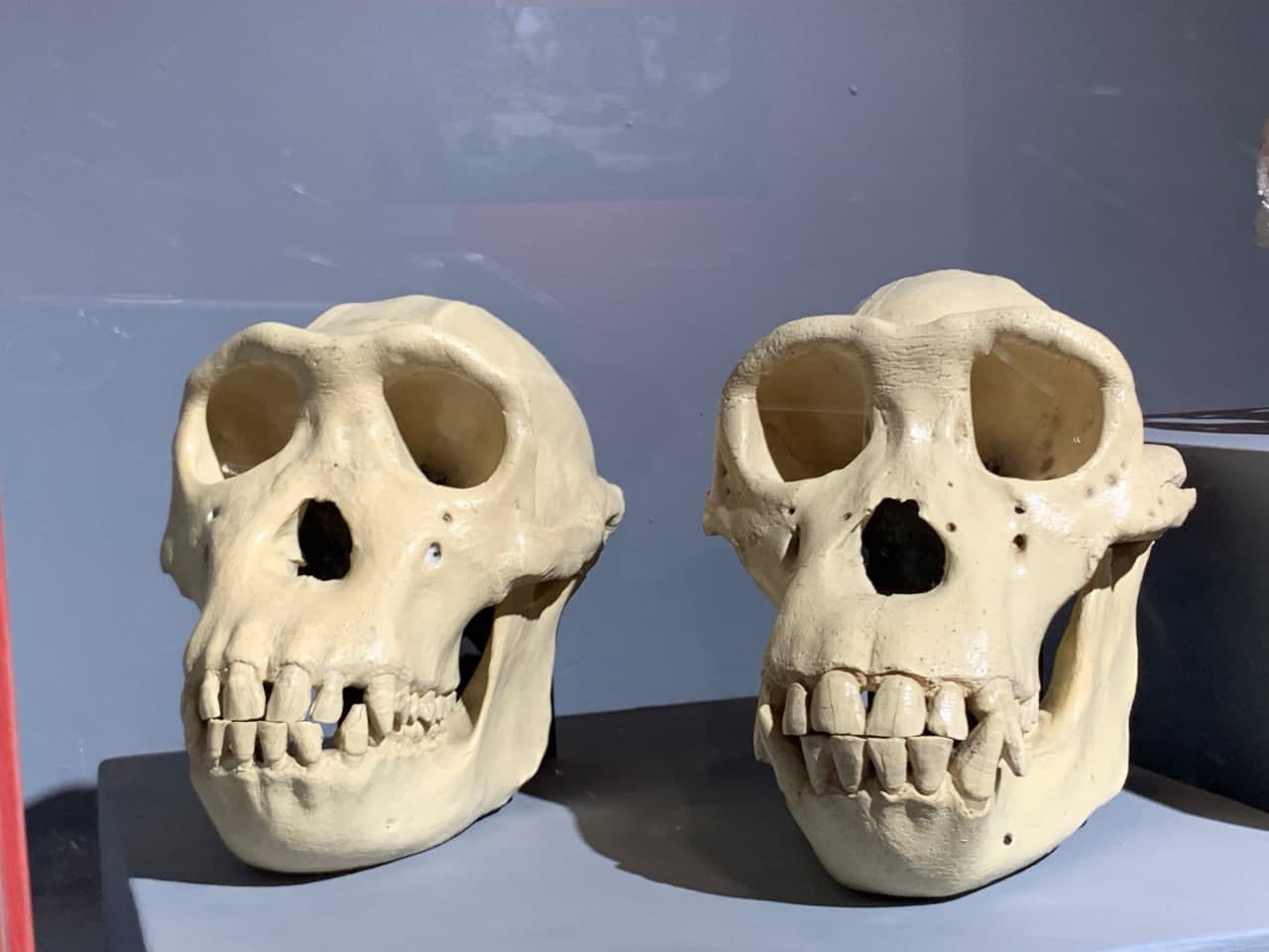 gallery image 60