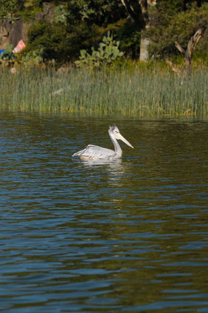 Halal Bishoftu (Debre Zeyit) Lakes — 1 Day